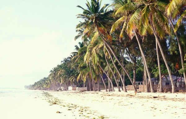 Palmtrees Beach Landscape East Coast Village Bwejuu Island Zanzibar Tanzania — Φωτογραφία Αρχείου