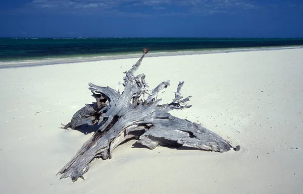Krajina Východním Pobřeží Vesnici Bwejuu Ostrově Zanzibar Tanzanii Tanzanie Zanzibar — Stock fotografie