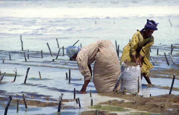 Mujeres Están Trabajando Plantación Algas Marinas Costa Este Aldea Bwejuu —  Fotos de Stock