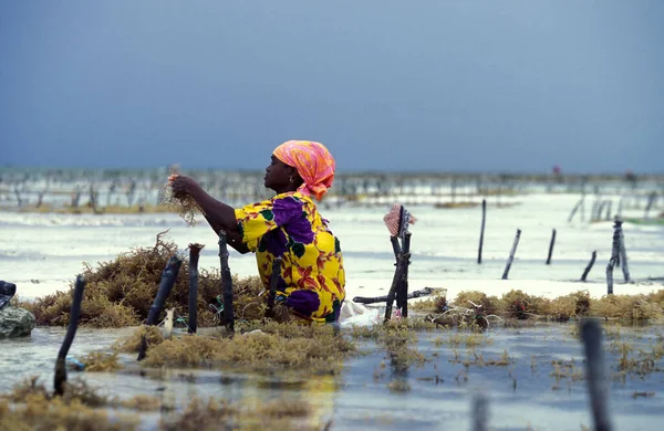 Kadınlar Tanzanya Nın Zanzibar Adasındaki Bwejuu Köyü Nün Doğu Kıyısındaki — Stok fotoğraf