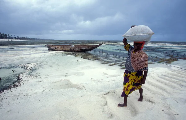 Mulheres Estão Trabalhando Seaweed Plantation Costa Leste Vila Bwejuu Ilha — Fotografia de Stock