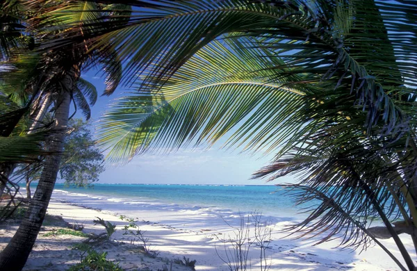 Palmeras Playa Con Paisaje Costa Este Pueblo Bwejuu Isla Zanzíbar —  Fotos de Stock