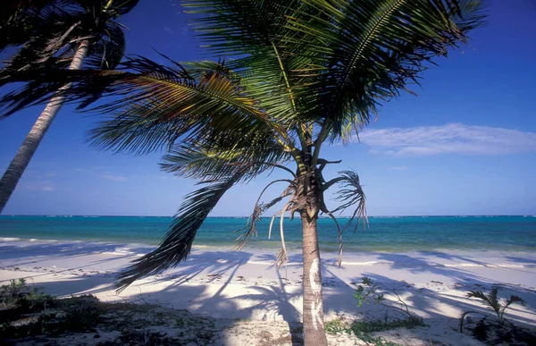 Palmtrees Beach Landscape East Coast Village Bwejuu Island Zanzibar Tanzania — Fotografia de Stock