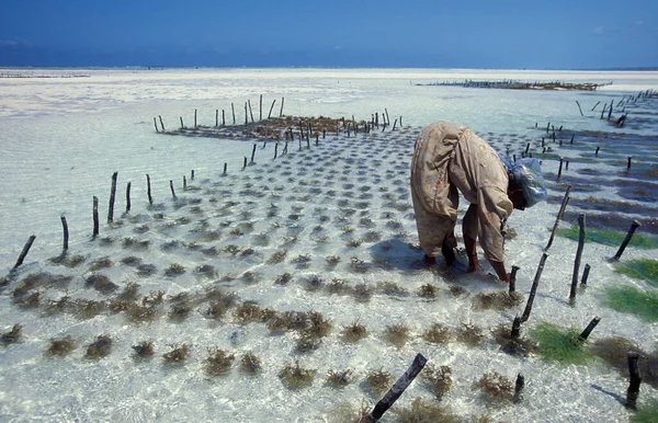 Mulheres Estão Trabalhando Seaweed Plantation Costa Leste Vila Bwejuu Ilha — Fotografia de Stock