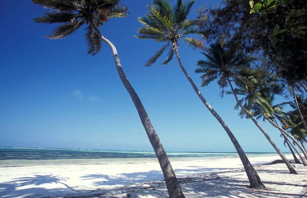 Palmy Plaży Krajobrazem Wschodnim Wybrzeżu Wioski Bwejuu Wyspie Zanzibar Tanzanii — Zdjęcie stockowe