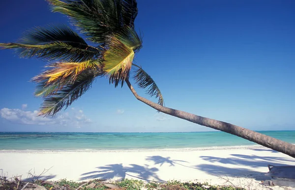 Sahildeki Palmtrees Tanzanya Nın Zanzibar Adası Ndaki Bwejuu Köyü Nün — Stok fotoğraf