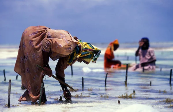 Kadınlar Tanzanya Nın Zanzibar Adasındaki Bwejuu Köyü Nün Doğu Kıyısındaki — Stok fotoğraf