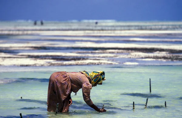 Kadınlar Tanzanya Nın Zanzibar Adasındaki Bwejuu Köyü Nün Doğu Kıyısındaki — Stok fotoğraf