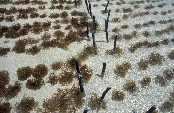 Seaweed Plantation East Coast Village Bwejuu Island Zanzibar Tanzania Tanzania — Stock Photo, Image