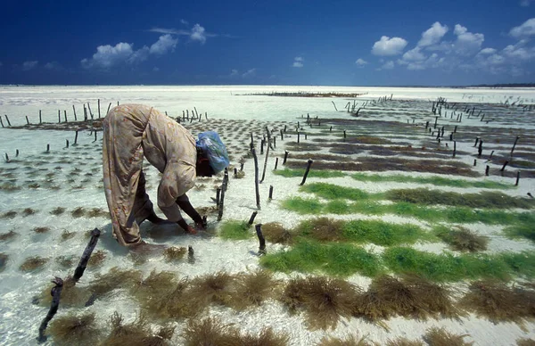 Kadınlar Tanzanya Nın Zanzibar Adasındaki Bwejuu Köyü Nün Doğu Kıyısındaki — Stok fotoğraf