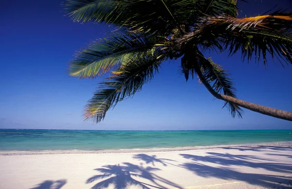 Palmtree Beach Landscape East Coast Village Bwejuu Острові Занзібар Танзанії — стокове фото