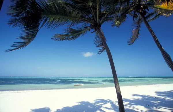 Palmtrees Beach Landscape East Coast Village Bwejuu Island Zanzibar Tanzania — Stock Photo, Image