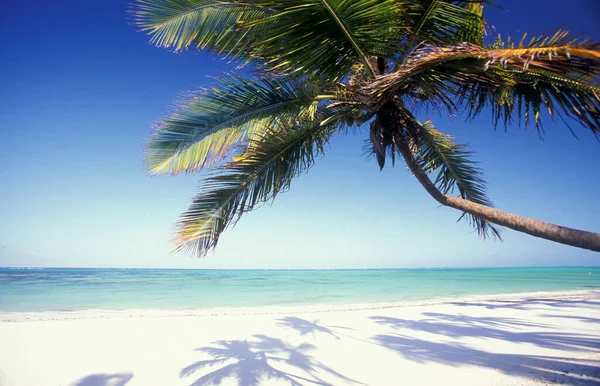 Palme Sulla Spiaggia Con Paesaggio Sulla Costa Orientale Villaggio Bwejuu — Foto Stock