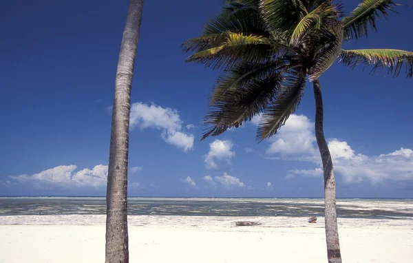 Пальмы Пляже Ландшафтом Восточном Побережье Деревне Бведжу Острове Занзибар Танзании — стоковое фото