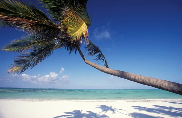 Palmy Pláži Krajinou Východním Pobřeží Vesnici Bwejuu Ostrově Zanzibar Tanzanii — Stock fotografie