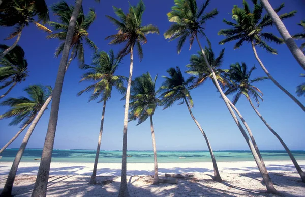 Palmeras Playa Con Paisaje Costa Este Pueblo Bwejuu Isla Zanzíbar —  Fotos de Stock