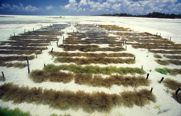 Plantacja Wodorostów Morskich Wschodnim Wybrzeżu Wioski Bwejuu Wyspie Zanzibar Tanzanii — Zdjęcie stockowe