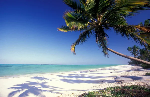 Palmbomen Het Strand Met Het Landschap Aan Oostkust Het Dorp — Stockfoto