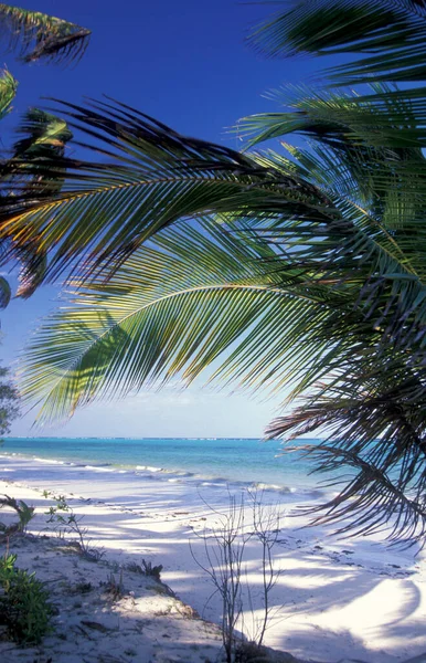 Пальмы Пляже Ландшафтом Восточном Побережье Деревне Бведжу Острове Занзибар Танзании — стоковое фото