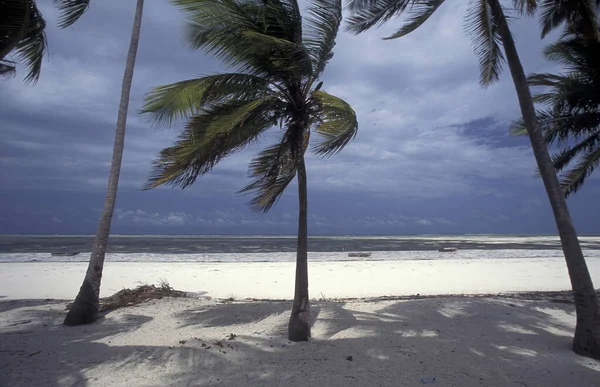 Sahildeki Palmtrees Tanzanya Nın Zanzibar Adası Ndaki Bwejuu Köyü Nün — Stok fotoğraf