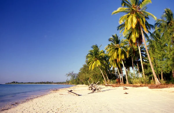 Palmy Plaży Krajobrazem Wschodnim Wybrzeżu Wioski Bwejuu Wyspie Zanzibar Tanzanii — Zdjęcie stockowe