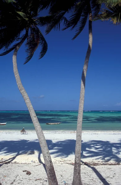 Palmiers Sur Plage Avec Paysage Côte Est Village Bwejuu Sur — Photo