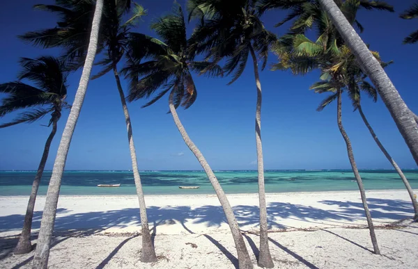 Palmeras Playa Con Paisaje Costa Este Pueblo Bwejuu Isla Zanzíbar —  Fotos de Stock