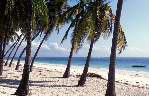 Palmtrees Beach Landscape East Coast Village Bwejuu Island Zanzibar Tanzania — Φωτογραφία Αρχείου