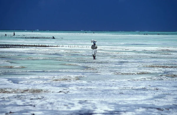 Kobiety Pracują Plantacji Wodorostów Morskich Wschodnim Wybrzeżu Wioski Bwejuu Wyspie — Zdjęcie stockowe