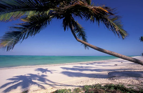 Sahildeki Palmtrees Tanzanya Nın Zanzibar Adası Ndaki Bwejuu Köyü Nün — Stok fotoğraf