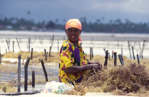 Kadınlar Tanzanya Nın Zanzibar Adasındaki Bwejuu Köyü Nün Doğu Kıyısındaki — Stok fotoğraf