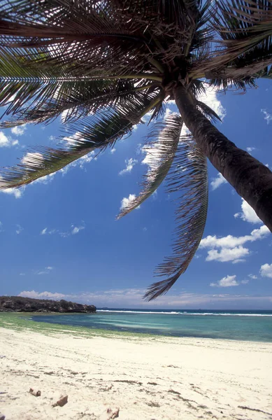 Palme Sulla Spiaggia Con Paesaggio Sulla Costa Orientale Villaggio Bwejuu — Foto Stock