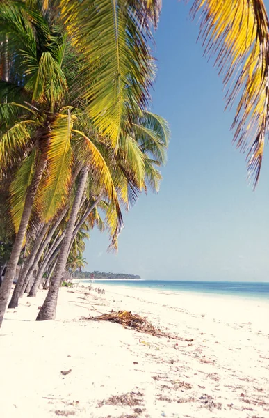 Sahildeki Palmtrees Tanzanya Nın Zanzibar Adası Ndaki Bwejuu Köyü Nün — Stok fotoğraf