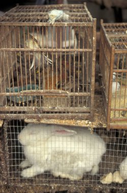 Çin 'in Pekin şehir merkezinde bir hayvan pazarı. Çin, Pekin, Ekim 1997