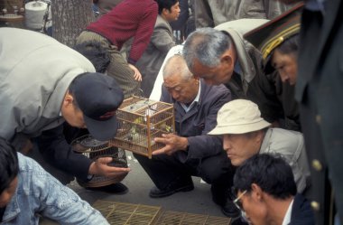 Çin 'in Pekin şehir merkezindeki bir hayvan pazarında bir Çin kuş pazarı. Çin, Pekin, Ekim 1997