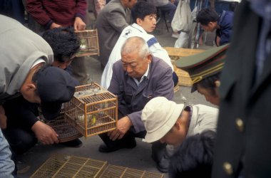 Çin 'in Pekin şehir merkezindeki bir hayvan pazarında bir Çin kuş pazarı. Çin, Pekin, Ekim 1997