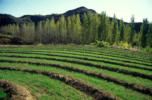 Agriculture Landscape North City Beijing China China Beijing October 1997 — 图库照片