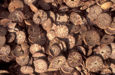 Çin 'de Şanksi' nin Provinz bölgesindeki Xian 'ın şehir merkezindeki Çin Tıp Marketi' nde alternatif Çin tıbbı. Çin, Xian, Ekim 1997