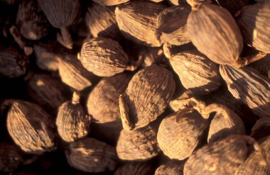 Çin 'de Şanksi' nin Provinz bölgesindeki Xian 'ın şehir merkezindeki Çin Tıp Marketi' nde alternatif Çin tıbbı. Çin, Xian, Ekim 1997