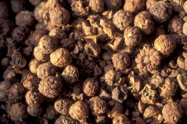 Çin 'de Şanksi' nin Provinz bölgesindeki Xian 'ın şehir merkezindeki Çin Tıp Marketi' nde alternatif Çin tıbbı. Çin, Xian, Ekim 1997