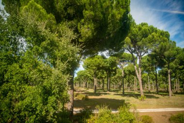 Alentejo 'daki Evora şehrinden Portekiz' deki Lizbon 'a kadar uzanan arazi ve tarım. Portekiz, Evora, Ekim 2021