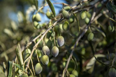 Portekiz 'in Alentejo kentindeki Evora şehrinin yakınlarındaki Almendres' te zeytin ağaçları. Portekiz, Evora, Ekim 2021