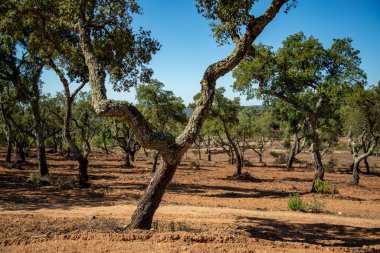 Portekiz 'in Alentejo kentindeki Evora şehrinin yakınlarındaki Almendres' teki mantar ağaçları. Portekiz, Evora, Ekim 2021