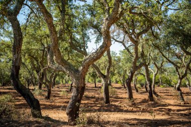 Portekiz 'in Alentejo kentindeki Evora şehrinin yakınlarındaki Almendres' teki mantar ağaçları. Portekiz, Evora, Ekim 2021