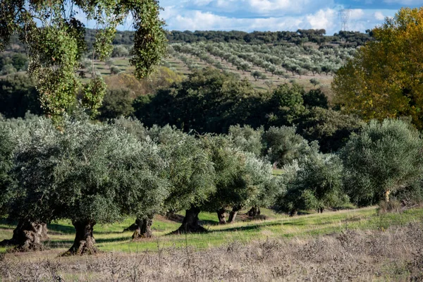 Rolnictwo Drzewami Oliwnymi Pobliżu Miasta Avis Alentejo Portugalii Portugalia Avis — Zdjęcie stockowe