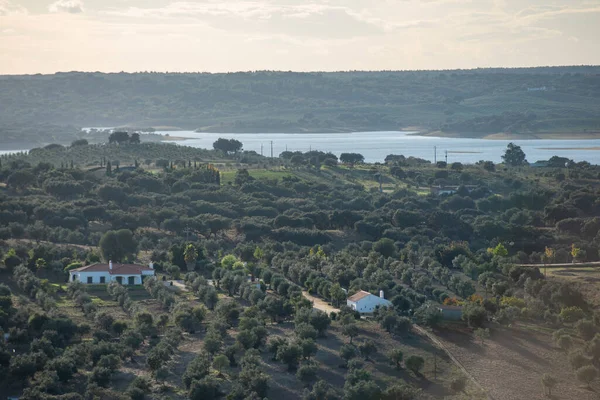 Agricoltura Con Ulivi Vicino Alla Città Avis Alentejo Portogallo Portogallo — Foto Stock