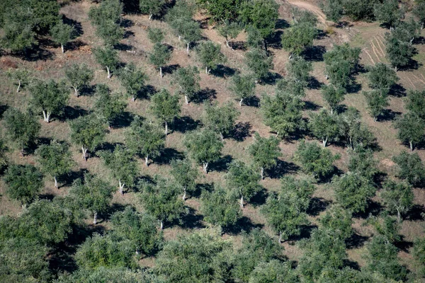 Оливковые Деревья Деревне Evoramonte Алентежу Португалии Португалия Эворт Октябрь 2021 — стоковое фото