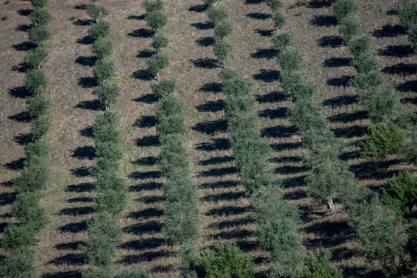 Olivovníky Vesnici Evoramonte Alentejo Portugalsku Portugalsko Evoramonte Říjen 2021 — Stock fotografie