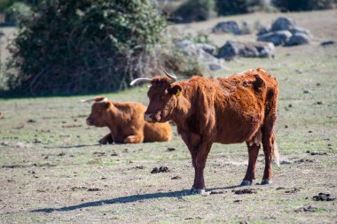 Portekiz, Alentejo 'daki Evoramonte köyünde sığır ve inek çiftliği yok. Portekiz, Evoramonte, Ekim 2021