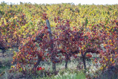 Portekiz, Alentejo 'daki Evoramonte köyünde şarap ve şarap sarmaşıkları. Portekiz, Evoramonte, Ekim 2021